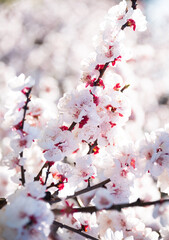 Beautiful spring blossom, cherry trees with flowers - 777468299