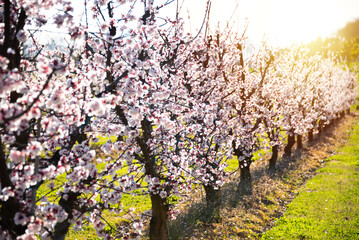 Beautiful spring blossom, cherry trees with flowers - 777469424