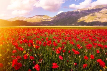 Abwaschbare Fototapete Poppy flowers blooming on summer meadow in sunlight © Maresol