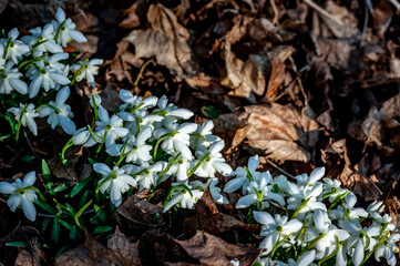Little first spring flowers of snowdrops bloom outdoors in the spring for the March 8 holiday. Sloseup heap of white snowdrop flowers on forest glade.