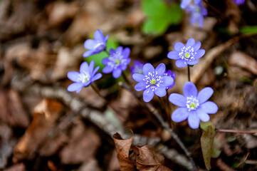 Macro of spring wildflowers the Common hepatica (Anemone hepatica or Hepatica nobilis) growing in the forest. Bunch of Violet flowers with white center.
