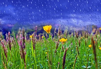 Fotobehang April Showers © brelsbil