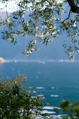 tree in spring on the lake