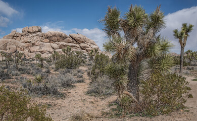 Fototapeta na wymiar Joshua Trees: A narrow hiking trail passes among Joshua trees and other desert flora as it leads toward a rock formation in Joshua Tree National Park. 