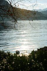 reflection of trees in water