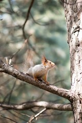 squirrel in the forest