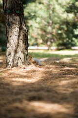 squirrel in the forest