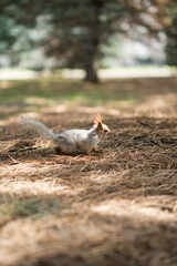 squirrel in the forest