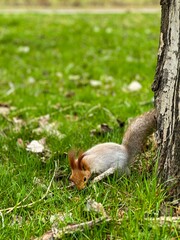 squirrel in the forest