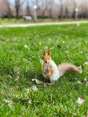squirrel in the forest
