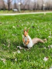 squirrel in the forest