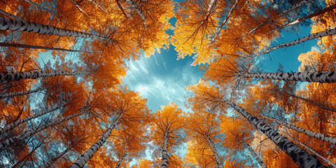 A view of the sky from below through tall trees in autumn colors, Clear blue sky and orange trees leaves seen from below., natural landscape	
