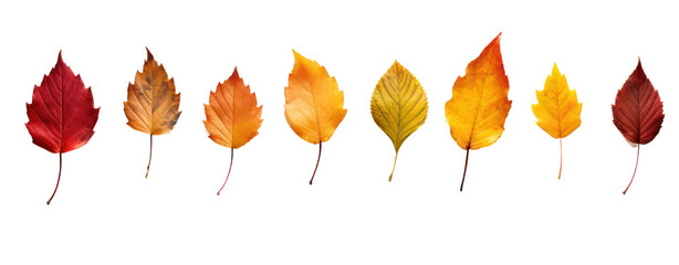 fall leafs from the tree in autumn white background