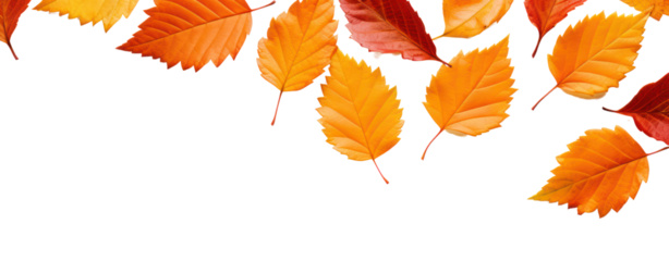 fall leafs in autumn transparent background