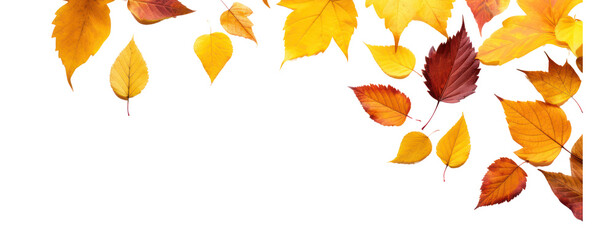 fall leafs in autumn transparent background