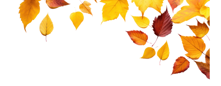 fall leafs in autumn transparent background