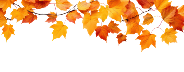 fall leafs in autumn transparent background