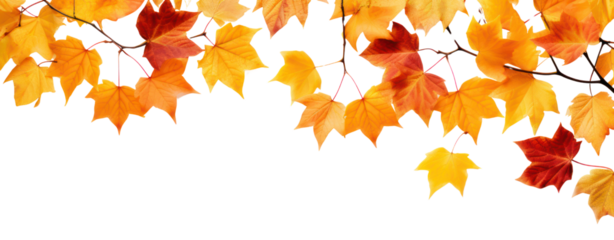 fall leafs in autumn transparent background