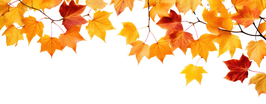 fall leafs in autumn transparent background