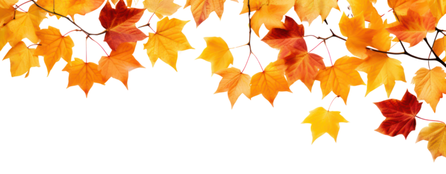 fall leafs in autumn transparent background