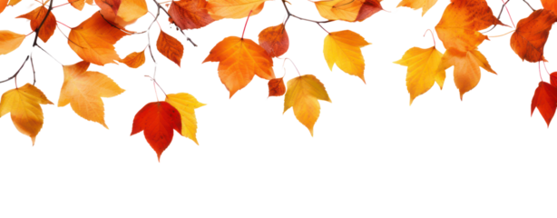 fall leafs in autumn transparent background