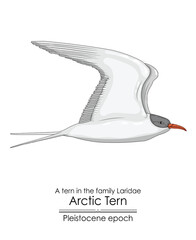 The Arctic Tern appeared in the Pleistocene epoch