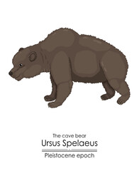 The cave bear Ursus Spelaeus from the Pleistocene epoch.