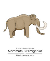 The woolly mammoth Mammuthus Primigenius from Pleistocene epoch.