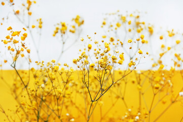 Small yellow flowers on branches on a white and yellow background