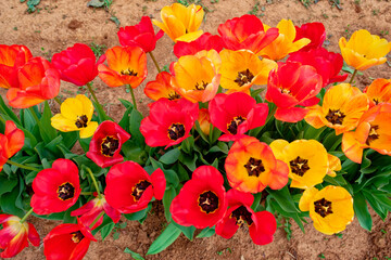 Group of opened tulips closeup