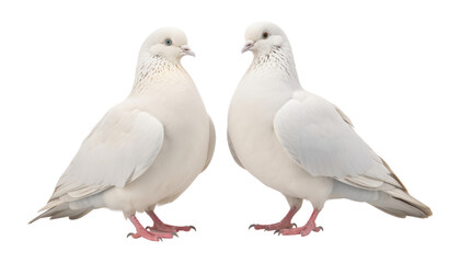 two white doves isolated on transparent background cutout