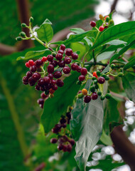Fruit of carapichea ipecacuanha. It is native to Costa Rica, Nicaragua, Panama, Colombia, and Brazil. Botanical garden Heidelberg, Baden Wuerttemberg - obrazy, fototapety, plakaty