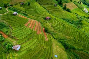Aerial view of terrace rice field in north Thailand - 777487803