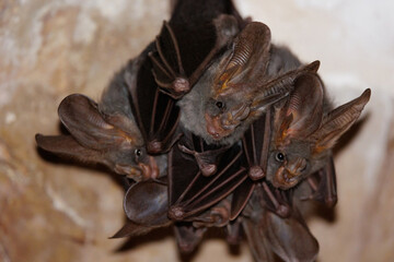 Group of vampire bat hanging in a cave - 777487824