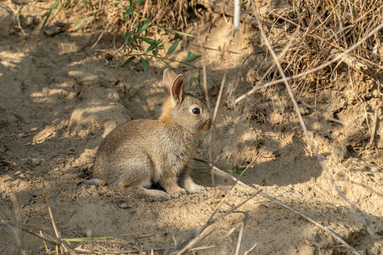 Nahaufnahme eines wilden Kaninchens (Oryctolagus cuniculus), sitzt auf trockener Erde