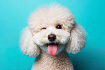 Pudel Dog winking and sticking out tongue on solid color bright background - obrazy, fototapety, plakaty
