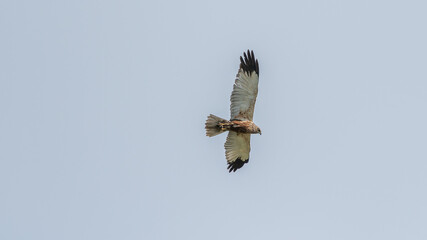 Rohrweihe (Circus aeruginosus) fliegt, auf der Suche nach Futter, von unten