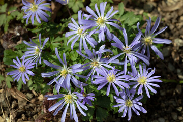 Blühende Anemone Blanda (Balkan-Windröschen) im Garten - 777496056
