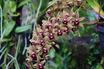 Dendrobium parishii (Parish's dendrobium) is a species of orchid native to Asia. Parish's dendrobium. Hanover – Berggarten, Germany.
