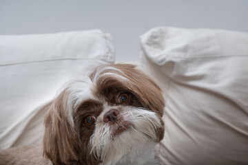 Shih tzu freshly groomed and facing the camera, resting on a lazy day_5.