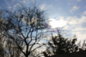 Fototapeta premium A blurry dreamy view of trees against a cloudy sky.