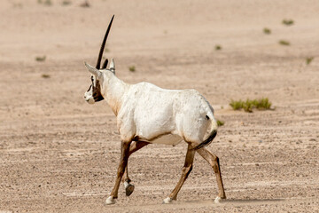 United Arab Emirates - Arabian oryx  (Oryx leucoryx)