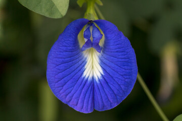 United Arab Emirates - Umm Al Emarat Park - Asian pigeonwings (Clitoria ternatea)