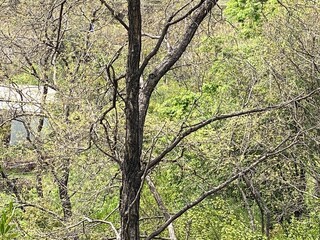 tree in the forest