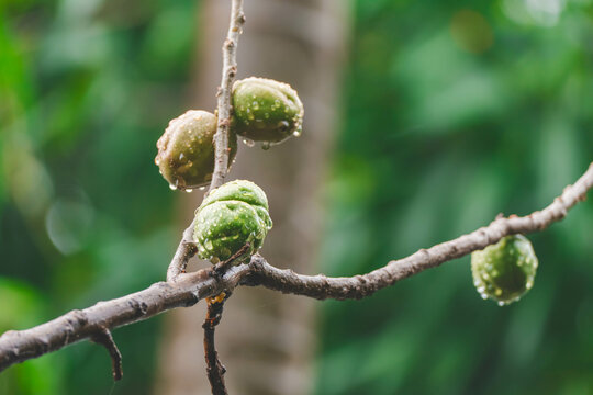 green jocotes in the tree
