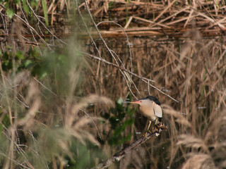 little bittern, bird, wildlife, nature, view, animal, morning, r