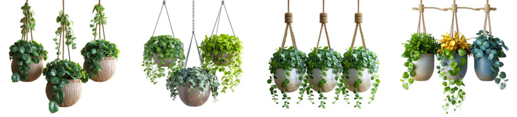 Collection of hanging plants with pots and stylish leaves in white with cutout object and Transparent background - obrazy, fototapety, plakaty