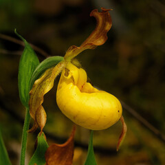 Lady Slipper