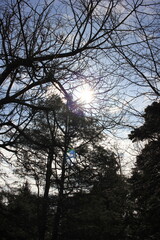 sunset in the forest