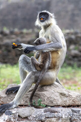 Female monkey with baby eating sweet in Daulatabad, Maharashtra, India